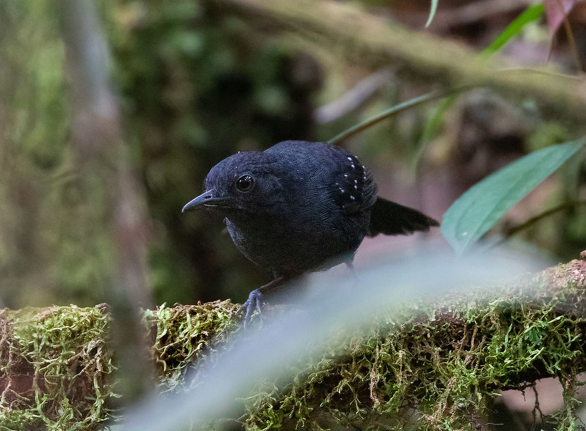 Spot-winged antbird (Myrmelastes leucostigma) PNYC - EL Paujil, Pasco, Peru. Aug 25, 2020 Geotagged,Myrmelastes leucostigma,Peru,Spot-winged antbird,Winter