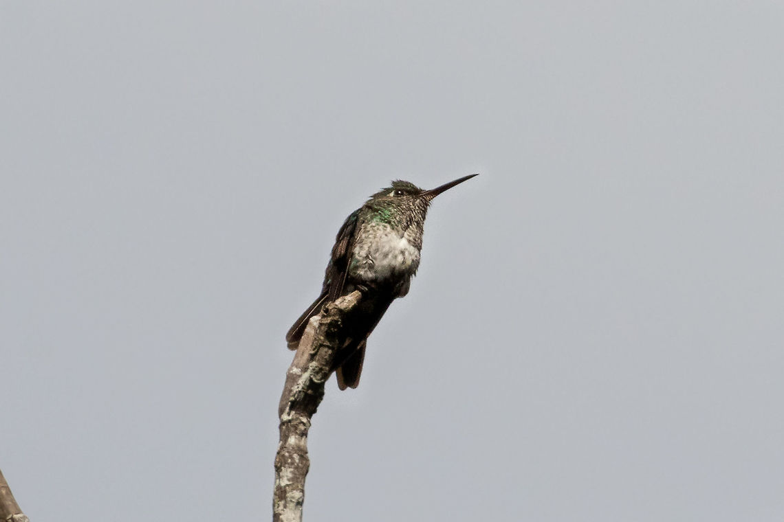 Many-spotted hummingbird (Taphrospilus hypostictus) PNYC - Huampal, Pasco, Peru. Jul 23, 2020 Geotagged,Many-spotted hummingbird,Peru,Taphrospilus hypostictus,Winter
