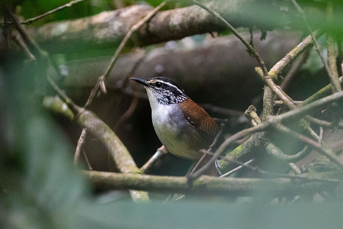 White-breasted wood wren (Henicorhina leucosticta) PNYC - El Paujil, Pasco, Peru. Aug 25, 2020 Geotagged,Henicorhina leucosticta,Peru,White-breasted wood wren,Winter