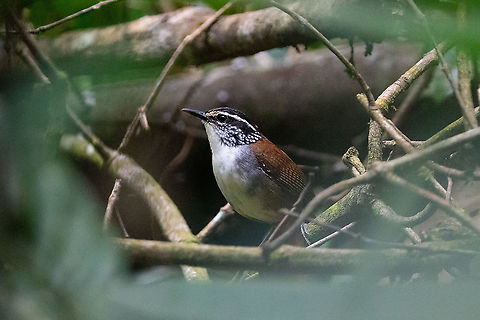 White-breasted wood wren (Henicorhina leucosticta) PNYC - El Paujil, Pasco, Peru. Aug 25, 2020 Geotagged,Henicorhina leucosticta,Peru,White-breasted wood wren,Winter