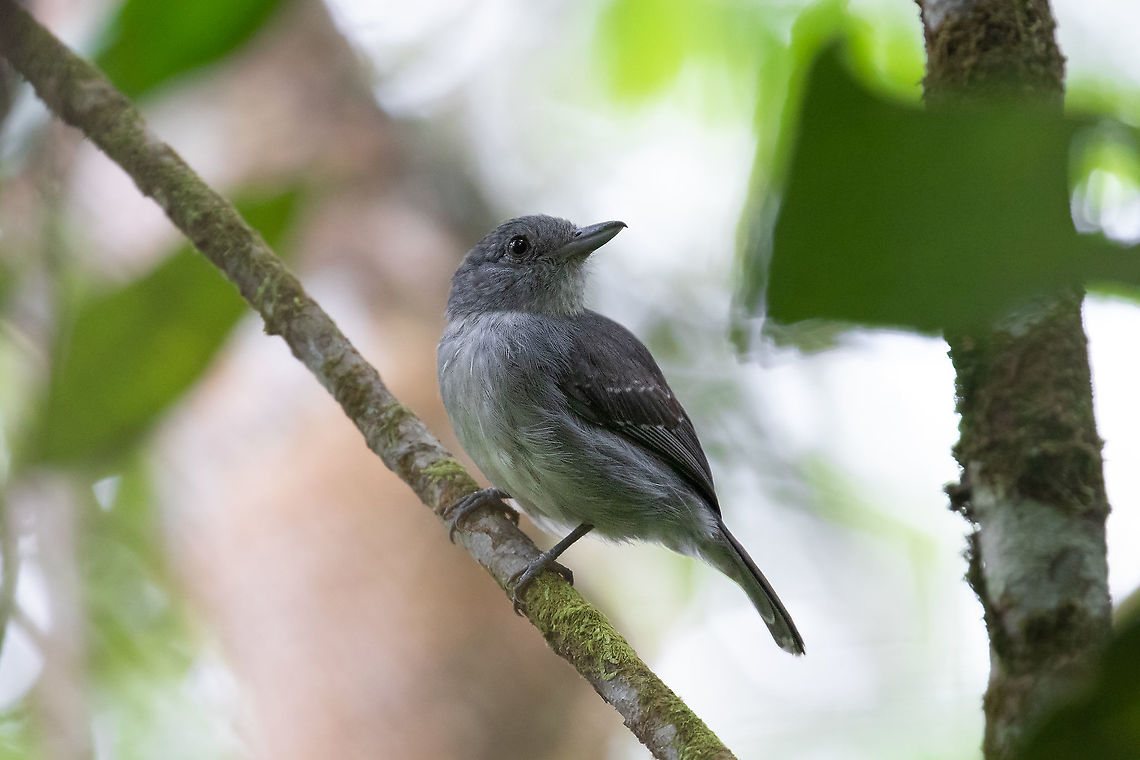 Mouse-colored antshrike (Thamnophilus murinus) PNYC - El Paujil, Pasco, Peru. Aug 25, 2020 Geotagged,Mouse-colored antshrike,Peru,Thamnophilus murinus,Winter