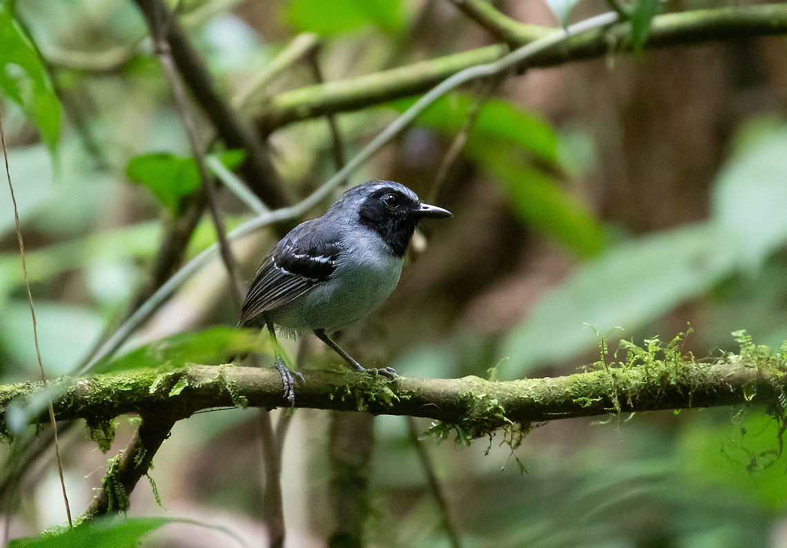 Black-faced antbird (Myrmoborus myotherinus) PNYC - El Paujil, Pasco, Peru. Aug 24, 2020 Black-faced antbird,Geotagged,Myrmoborus myotherinus,Peru,Winter