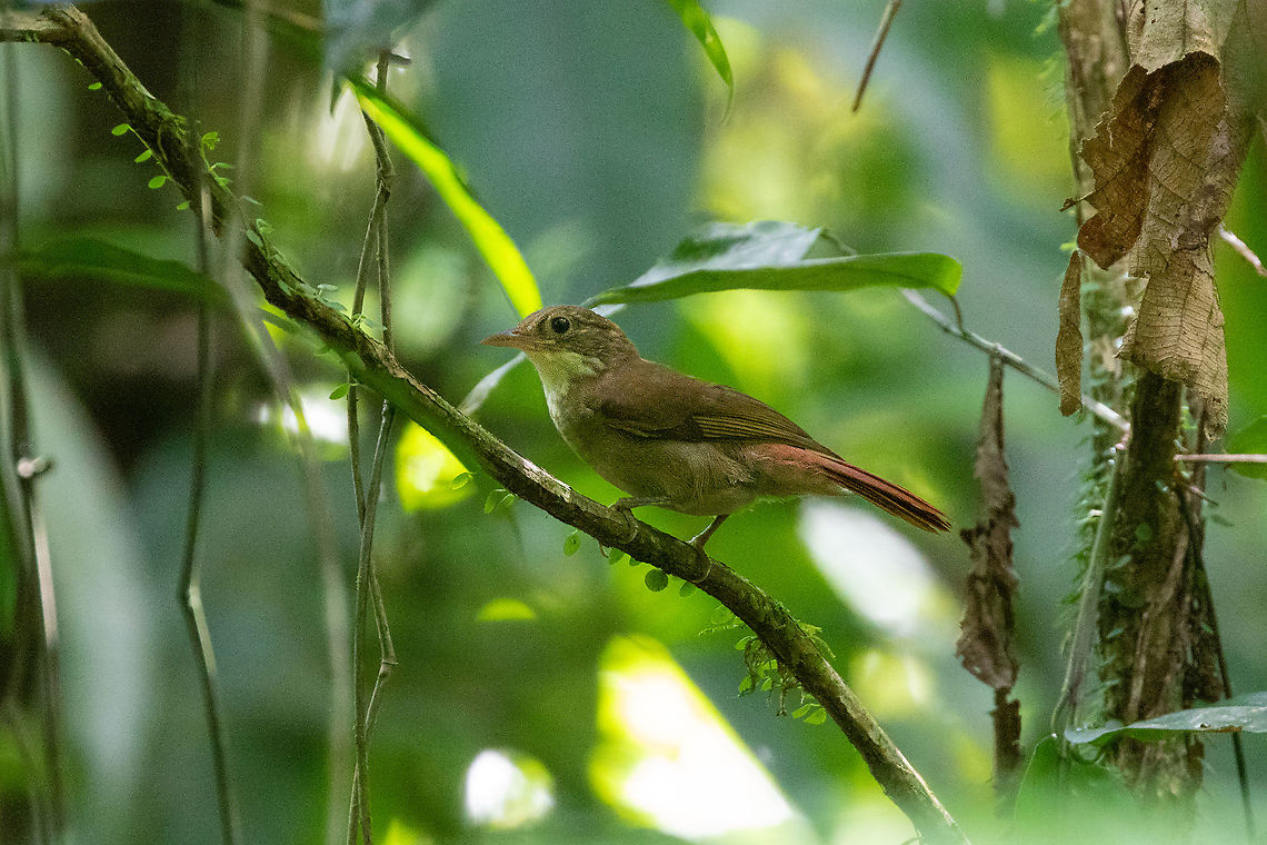 Olive-backed foliage-gleaner (Automolus infuscatus) PNYC - El Paujil, Pasco, Peru. Aug 24, 2020 Automolus infuscatus,Geotagged,Olive-backed foliage-gleaner,Peru,Winter