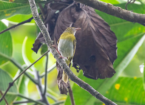 Lemon-chested greenlet