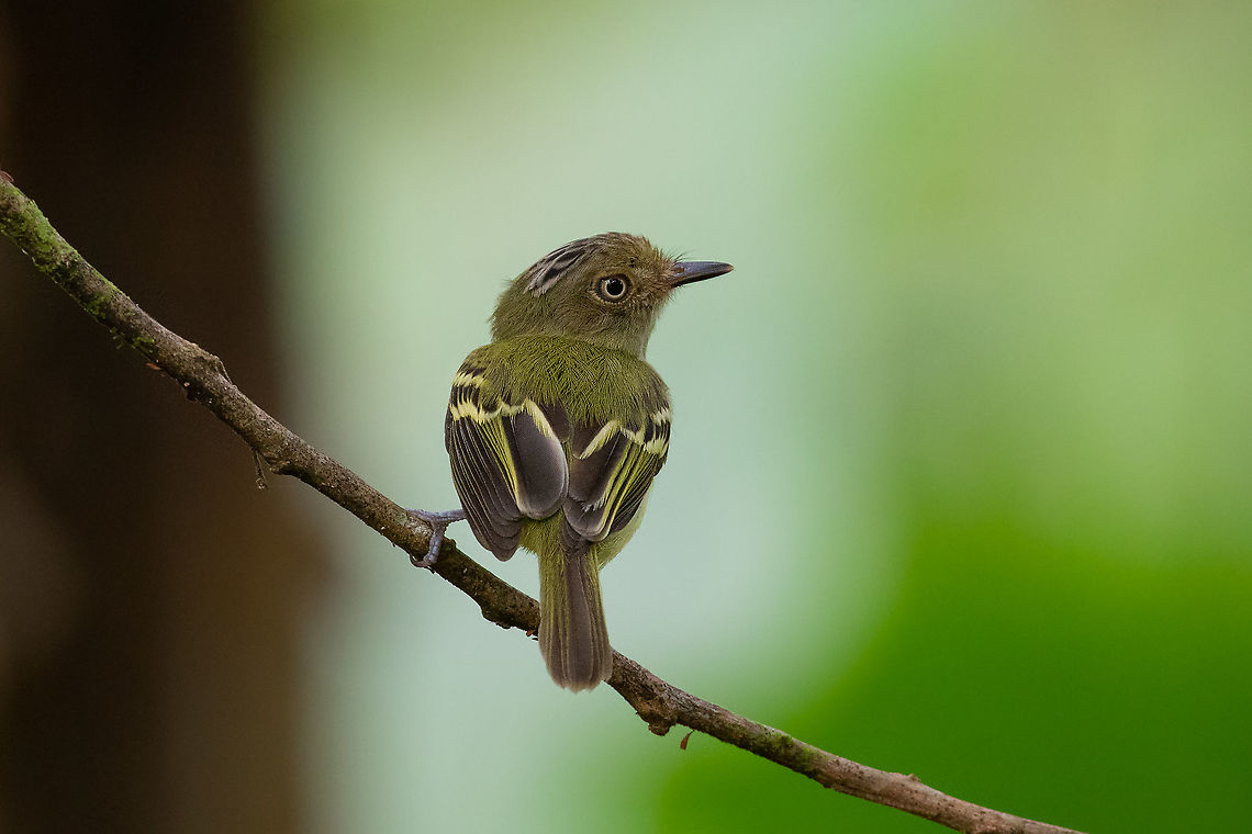Double-banded Pygmy-Tyrant (Lophotriccus vitiosus) PNYC - EL Paujil, Pasco, Peru. Aug 24, 2020 Double-banded pygmy tyrant,Geotagged,Lophotriccus vitiosus,Peru,Winter