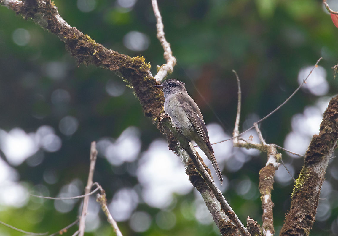 Crowned slaty flycatcher (Griseotyrannus aurantioatrocristatus) PNYC - El Paujil, Pasco, Peru. Aug 24, 2020 Crowned slaty flycatcher,Geotagged,Griseotyrannus aurantioatrocristatus,Peru,Winter