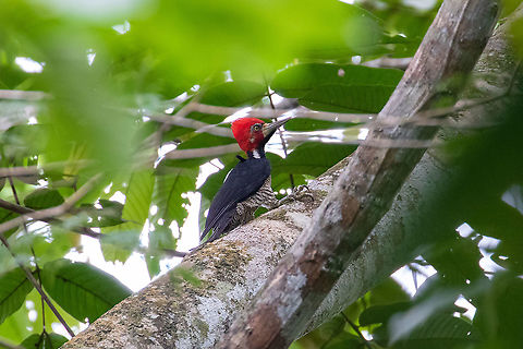 Crimson-crested woodpecker (Campephilus melanoleucos) PNYC - EL Paujil, Pasco, Peru. Aug 24, 2020 Campephilus melanoleucos,Crimson-crested woodpecker,Geotagged,Peru,Winter
