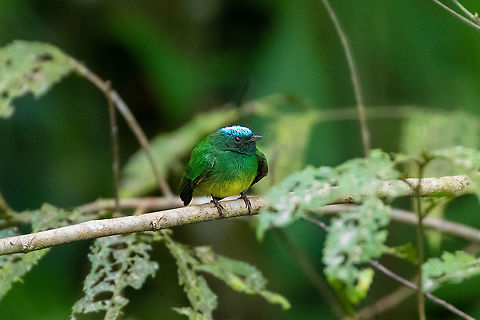 Blue-crowned manakin (Lepidothrix coronata) PNYC - El Paujil, Pasco, Peru. Aug 24, 2020 Blue-crowned manakin,Geotagged,Lepidothrix coronata,Peru,Winter