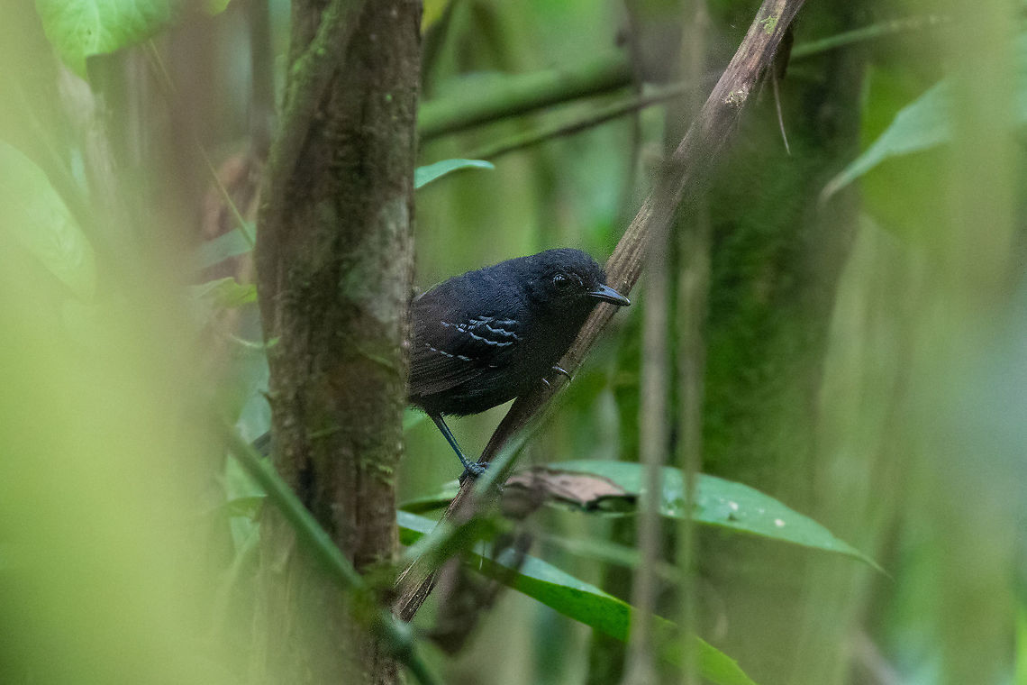 Black antbird (Cercomacroides serva) PNYC - El Paujil, Pasco, Peru. Aug 24, 2020 Black antbird,Cercomacroides serva,Geotagged,Peru,Winter
