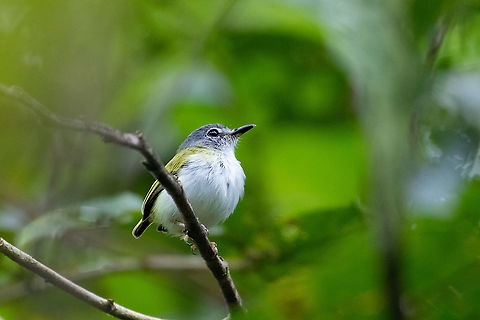 Short-tailed Pygmy-Tyrant (Myiornis ecaudatus) PNYC - El Paujil, Pasco, Peru. Aug 24, 2020 Geotagged,Myiornis ecaudatus,Peru,Short-tailed pygmy tyrant,Winter