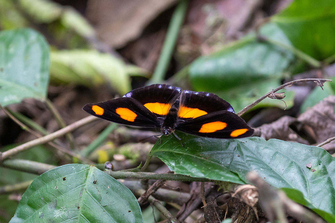 Blue-frosted Banner (Catonephele numilia) PNYC - El Paujil, Pasco, Peru. Aug 24, 2020 Blue-frosted Banner,Catonephele numilia,Geotagged,Peru,Winter