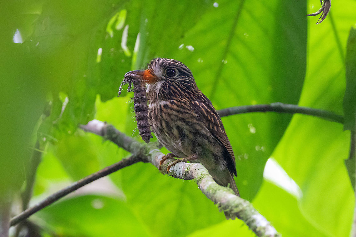 White-chested puffbird (Malacoptila fusca) PNYC - El Paujil, Pasco, Peru. 24 Aug 2020 Geotagged,Malacoptila fusca,Peru,White-chested puffbird,Winter