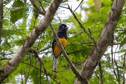 Green-backed Trogon (Trogon viridis) PNYC El Paujil, Pasco, Peru. Aug 24, 2020 Geotagged,Green-backed Trogon,Peru,Trogon viridis,Winter