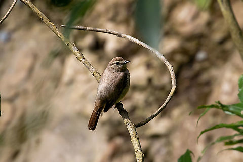 Drab water tyrant (Ochthornis littoralis) PNYC - El Paujil, Pasco, Peru. Aug 24, 2020 Drab water tyrant,Geotagged,Ochthornis littoralis,Peru,Winter
