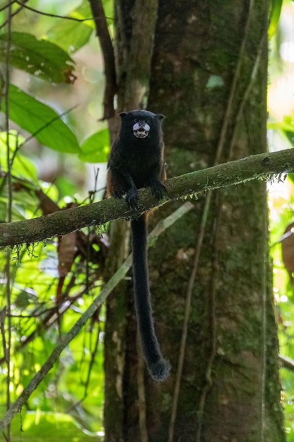 Saddleback tamarin (Saguinus fuscicollis) PNYC - El Paujil, Pasco, Peru. Aug 24, 2020 Brown-mantled tamarin,Geotagged,Peru,Saguinus fuscicollis,Winter