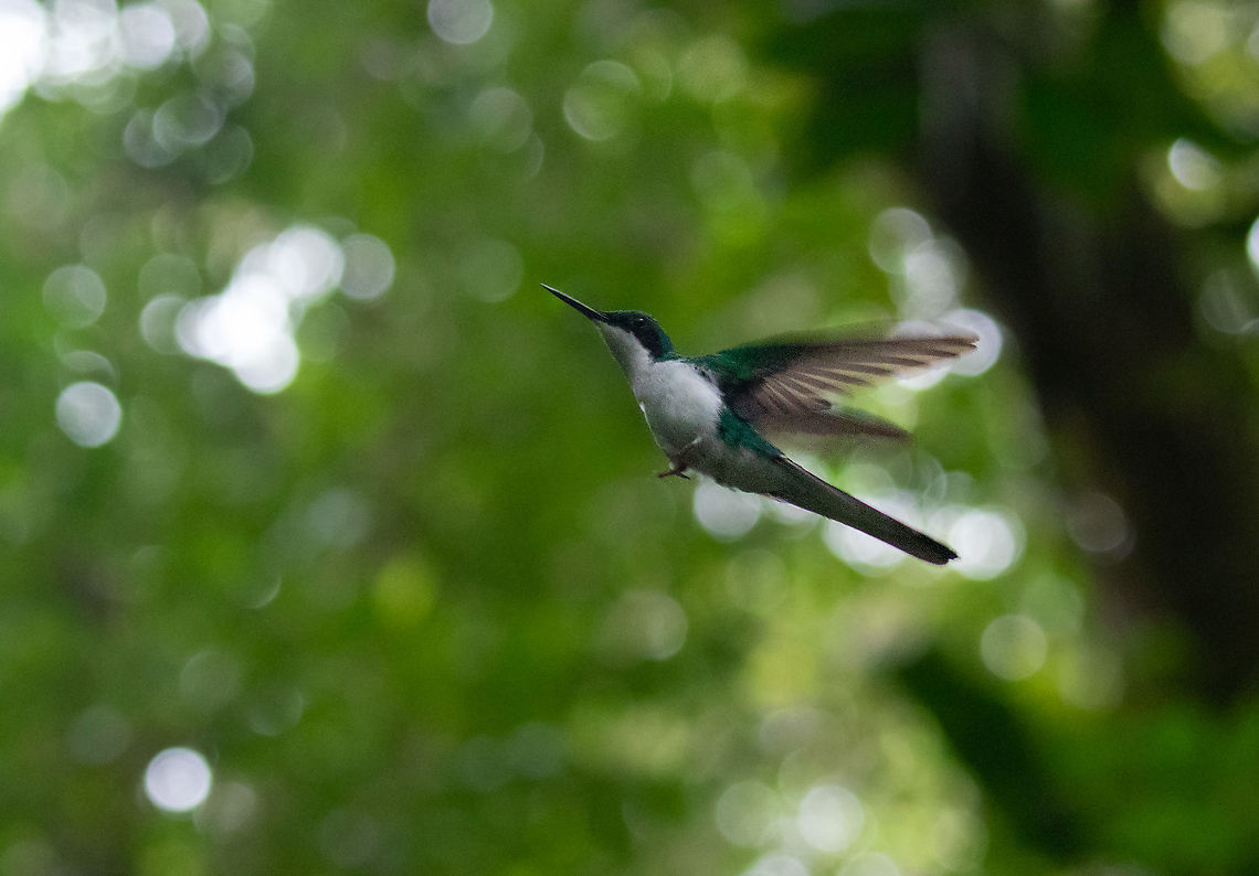 Black-eared fairy (Heliothryx auritus) PNYC - El Paujil, Pasco, Peru. Aug 23, 2020 Black-eared fairy,Geotagged,Heliothryx auritus,Peru,Winter