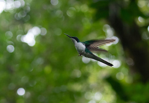 Black-eared fairy (Heliothryx auritus) PNYC - El Paujil, Pasco, Peru. Aug 23, 2020 Black-eared fairy,Geotagged,Heliothryx auritus,Peru,Winter