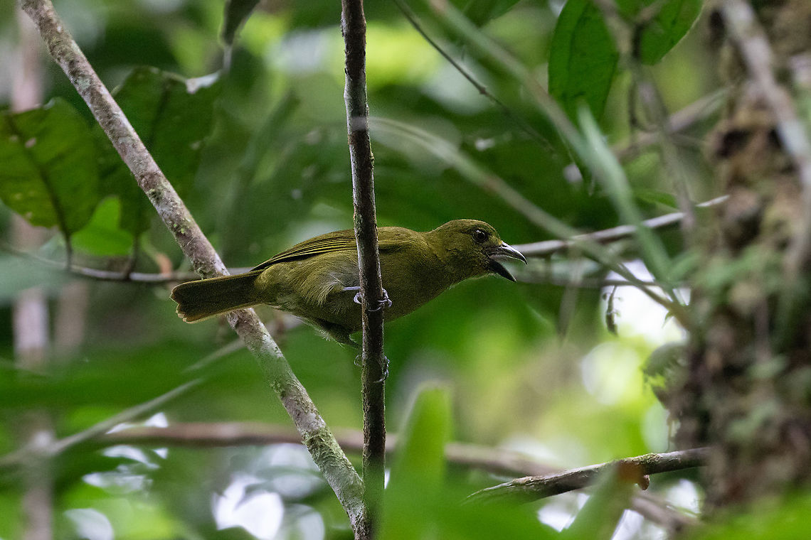 Carmiol's tanager (Chlorothraupis carmioli) PNYC - El Paujil, Pasco, Peru. Aug 23, 2020 Chlorothraupis carmioli,Geotagged,Olive tanager,Peru,Winter