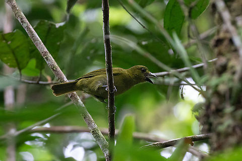 Carmiol's tanager (Chlorothraupis carmioli) PNYC - El Paujil, Pasco, Peru. Aug 23, 2020 Chlorothraupis carmioli,Geotagged,Olive tanager,Peru,Winter