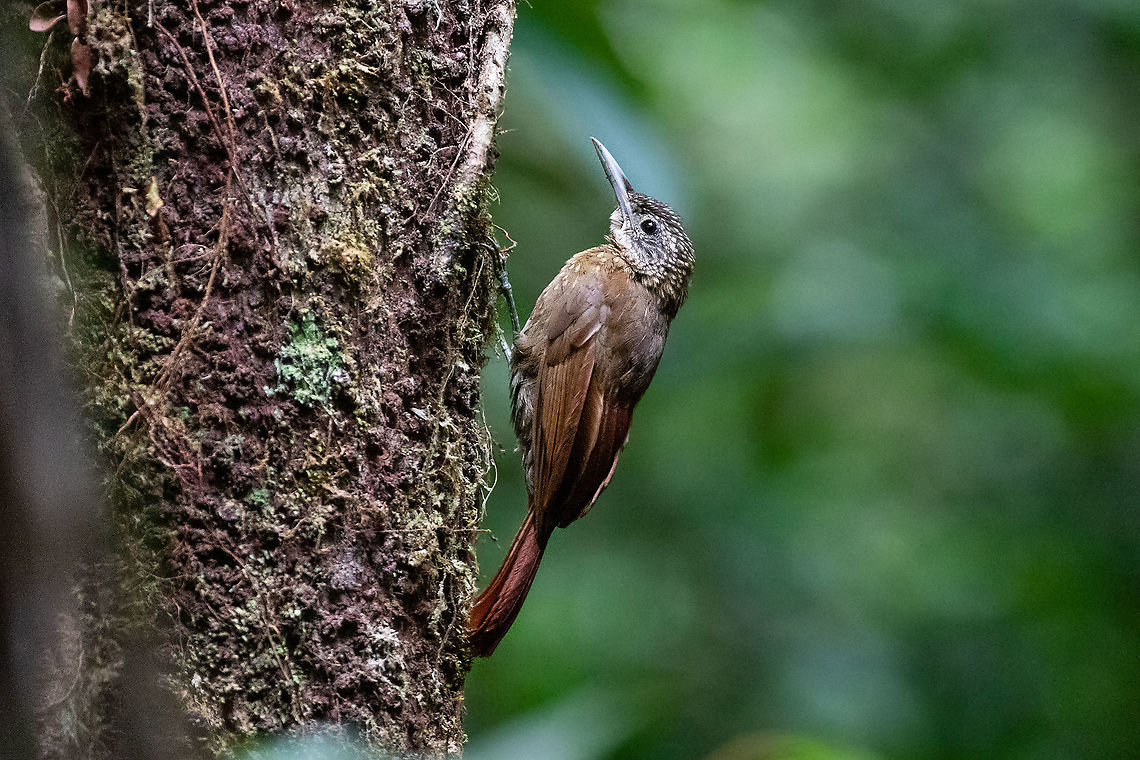 Elegant woodcreeper (Xiphorhynchus elegans) PNYC - El Paujil, Pasco, Peru. Aug 23, 2020 Elegant woodcreeper,Geotagged,Peru,Winter,Xiphorhynchus elegans