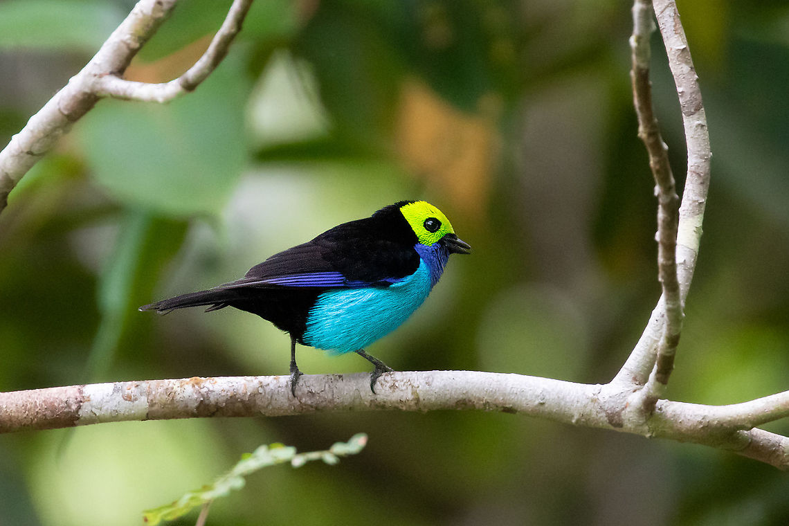 Paradise tanager (Tangara chilensis) PNYC - El Paujil, Pasco, Peru. Aug 23, 2020 Geotagged,Paradise tanager,Peru,Tangara chilensis,Winter