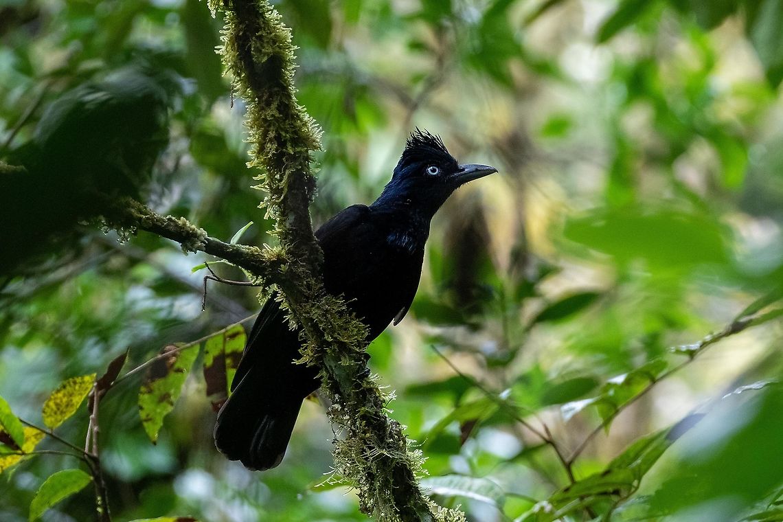 Amazonian umbrellabird (Cephalopterus ornatus) PNYC - Huampal, Pasco, Peru. Jul 9, 2020 Amazonian umbrellabird,Cephalopterus ornatus,Geotagged,Peru,Winter