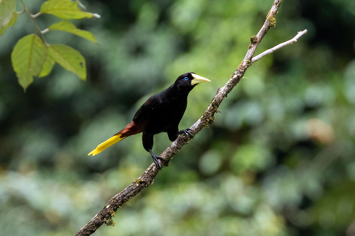 Crested oropendola (Psarocolius decumanus) PNYC - Huampal, Pasco, Peru. Jul 9, 2020 Crested oropendola,Geotagged,Peru,Psarocolius decumanus,Winter