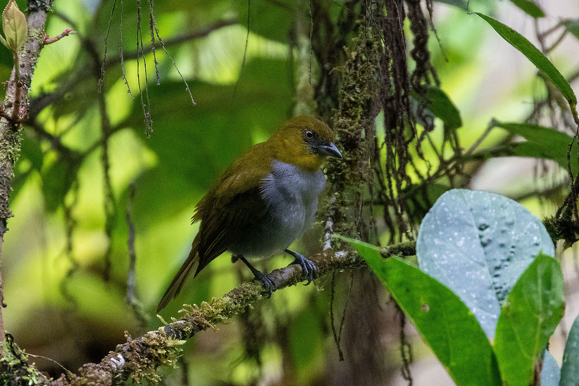 Yellow-throated bush tanager (Chlorospingus flavigularis) PNYC - Huampal, Pasco, Peru. Jul 9, 2020 Chlorospingus flavigularis,Geotagged,Peru,Winter,Yellow-throated bush tanager