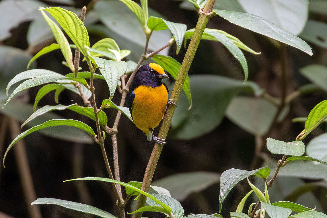 Orange-bellied euphonia (Euphonia xanthogaster) PNYC - Huampal, Pasco, Peru. Jul 9, 2020 Euphonia xanthogaster,Geotagged,Orange-bellied euphonia,Peru,Winter