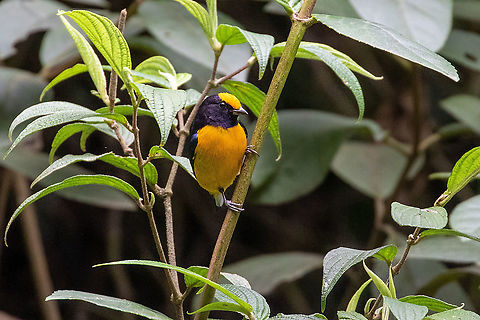 Orange-bellied euphonia (Euphonia xanthogaster) PNYC - Huampal, Pasco, Peru. Jul 9, 2020 Euphonia xanthogaster,Geotagged,Orange-bellied euphonia,Peru,Winter