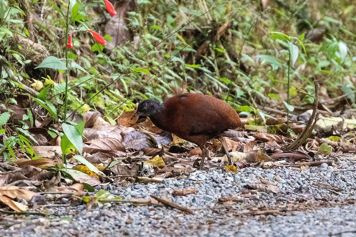 Brown tinamou (Crypturellus obsoletus) PNYC - Huampal, Pasco, Peru. Jul 9, 2020 Brown tinamou,Crypturellus obsoletus,Geotagged,Peru,Winter