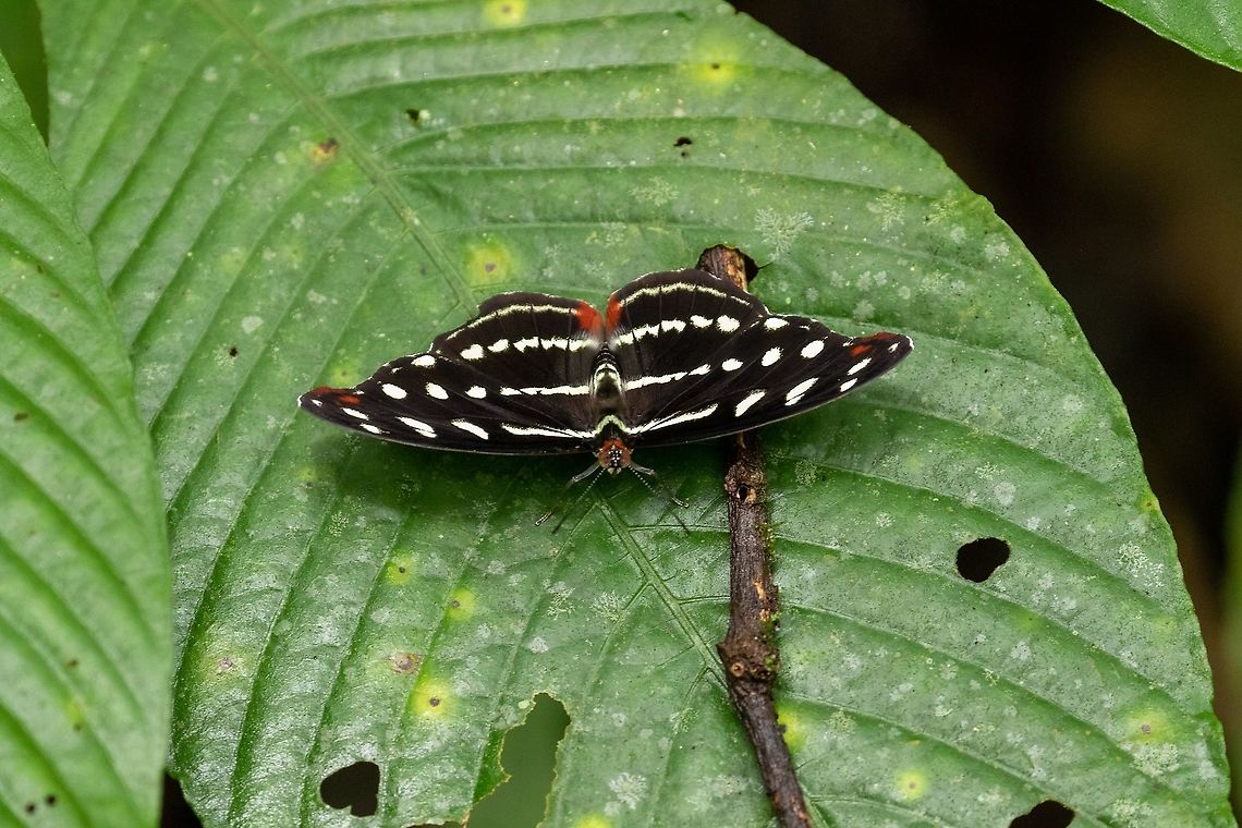Guatemalan Catone (Catonephele mexicana) PNYC - Huampal, Pasco, Peru. Jul 10, 2020 Catonephele mexicana,Geotagged,Guatemalan Catone,Peru,Winter