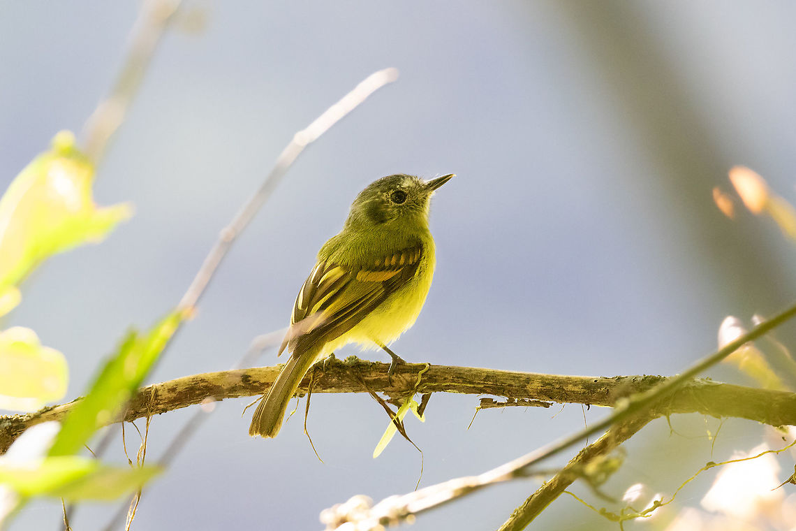 Slaty-capped flycatcher (Leptopogon superciliaris) PNYC - Huampal, Pasco, Peru. Jul 11, 2020 Geotagged,Leptopogon superciliaris,Peru,Slaty-capped flycatcher,Winter