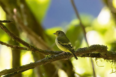 Wing-barred piprites (Piprites chloris) PNYC - Huampal, Pasco, Peru. Jul 11, 2020 Geotagged,Peru,Piprites chloris,Wing-barred piprites,Winter