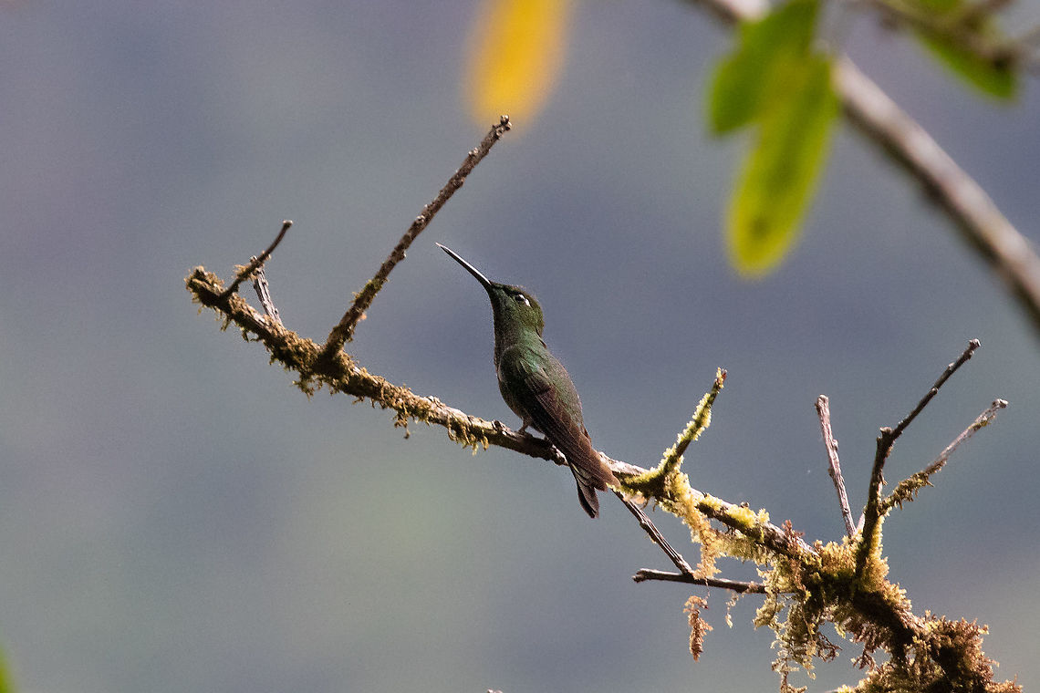 Violet-fronted brilliant (Heliodoxa leadbeateri) PNYC - Huampal, Pasco, Peru. Jul 11, 2020 Geotagged,Heliodoxa leadbeateri,Peru,Violet-fronted brilliant,Winter