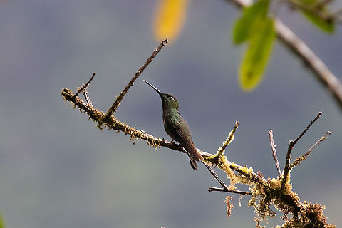 Violet-fronted brilliant (Heliodoxa leadbeateri) PNYC - Huampal, Pasco, Peru. Jul 11, 2020 Geotagged,Heliodoxa leadbeateri,Peru,Violet-fronted brilliant,Winter