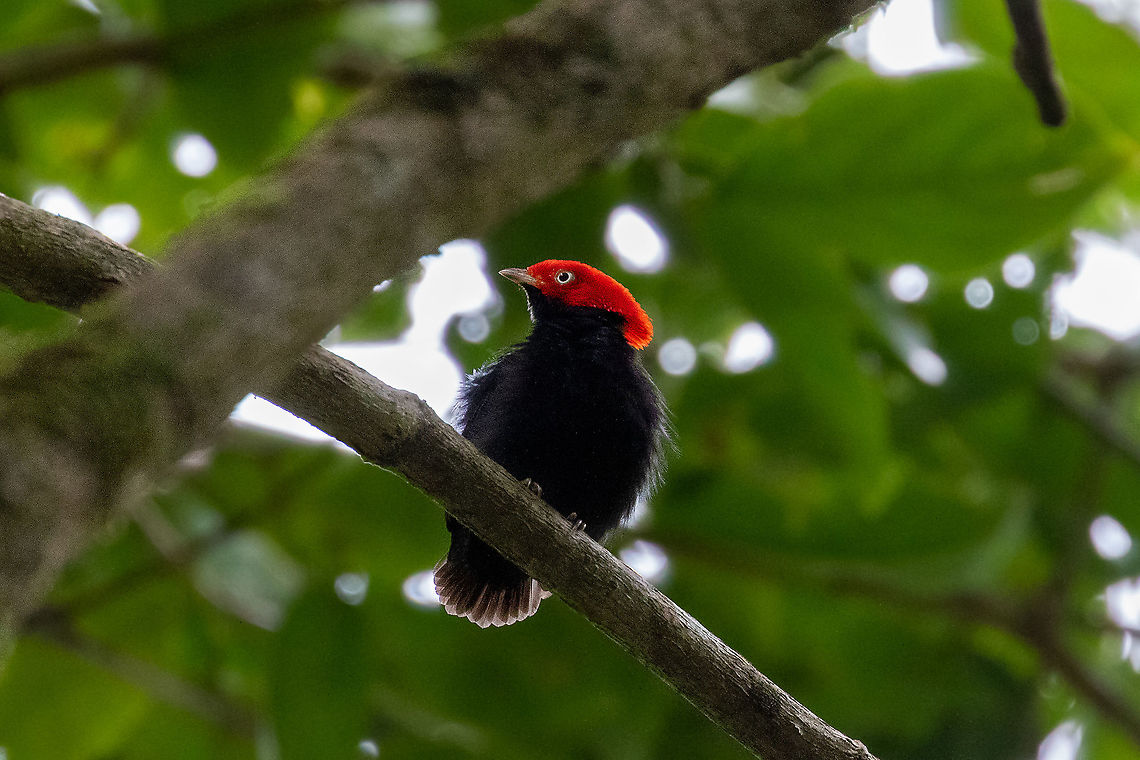 Round-tailed manakin (Ceratopipra chloromeros) PNYC - Huampal, Pasco, Peru. Jul 12, 2020 Ceratopipra chloromeros,Geotagged,Peru,Round-tailed manakin,Winter
