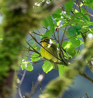 Slaty-capped shrike-vireo