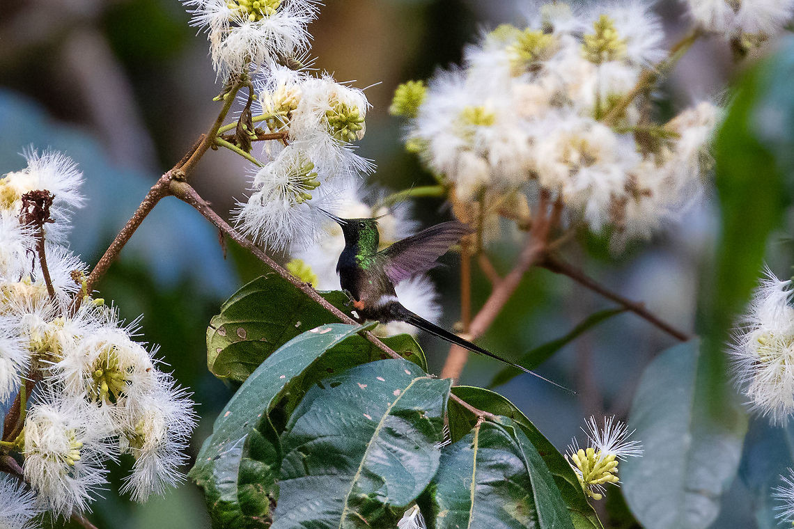 Wire-crested thorntail (Discosura popelairii) PNYC - Huampal, Pasco, Peru. Jul 13, 2020 Discosura popelairii,Geotagged,Peru,Winter,Wire-crested thorntail