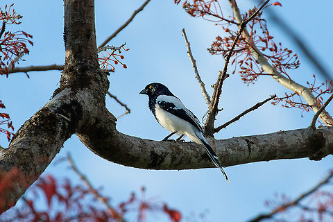 Magpie tanager