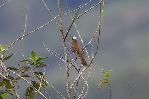 Mottle-backed elaenia (Elaenia gigas) Via a Pozuzo, Pasco, Peru. Jul 16, 2020 Elaenia gigas,Geotagged,Mottle-backed elaenia,Peru,Winter