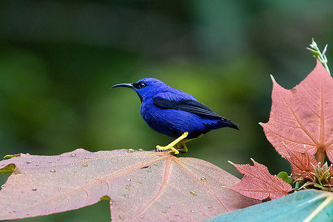 Purple honeycreeper (Cyanerpes caeruleus) PNYC - Huampal, Pasco, Peru. Jul 15, 2020 Cyanerpes caeruleus,Geotagged,Peru,Purple honeycreeper,Winter