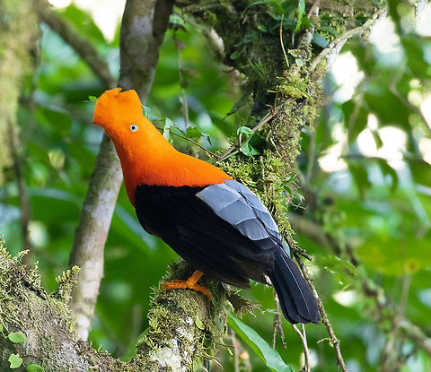 Andean cock-of-the-rock