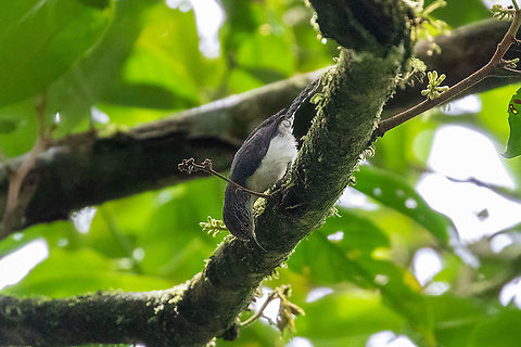 Grey-mantled wren