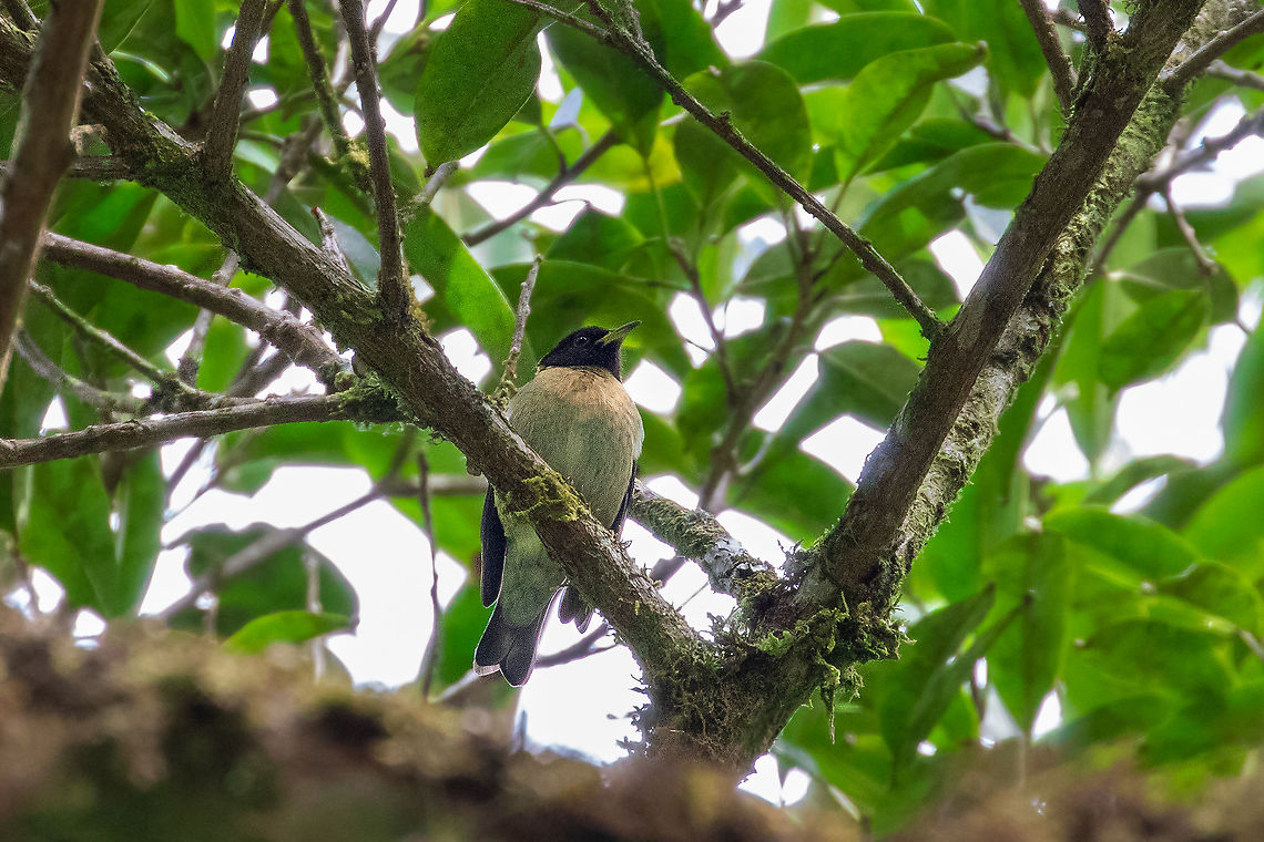 Golden-collared honeycreeper (Iridophanes pulcherrimus) PNYC - Huampal, Pasco, Peru. Jul 11, 2020 Geotagged,Golden-collared honeycreeper,Iridophanes pulcherrimus,Peru,Winter