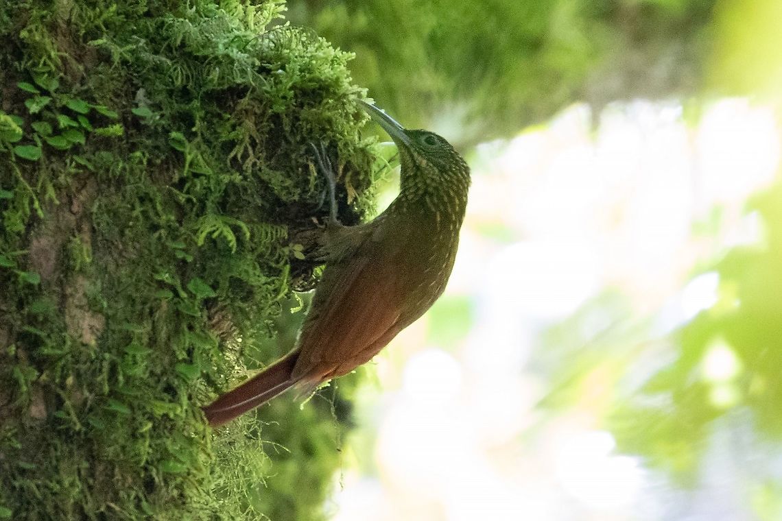 Olive-backed woodcreeper (Xiphorhynchus triangularis) PNYC - Huampal, Pasco, Peru. Jul 11, 2020 Geotagged,Olive-backed woodcreeper,Peru,Winter,Xiphorhynchus triangularis