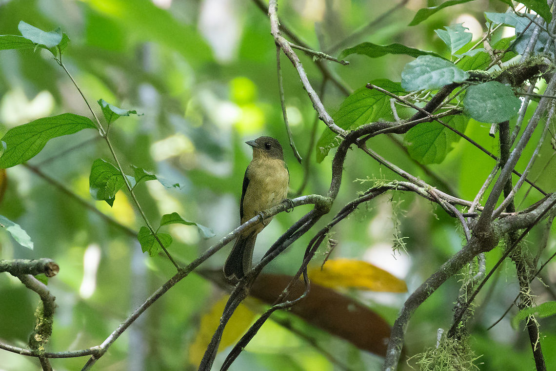 Black-goggled tanager (Trichothraupis melanops) PNYC - Huampal, Pasco, Peru. Jul 15, 2020 Black-goggled tanager,Geotagged,Peru,Trichothraupis melanops,Winter