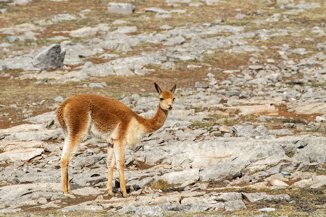Vicuña (Vicugna vicugna) on the Altiplano Via Tarma - Jauja, Jun&iacute;n, Peru. Nov 21, 2020 Geotagged,Peru,Spring,Vicugna vicugna,Vicuña