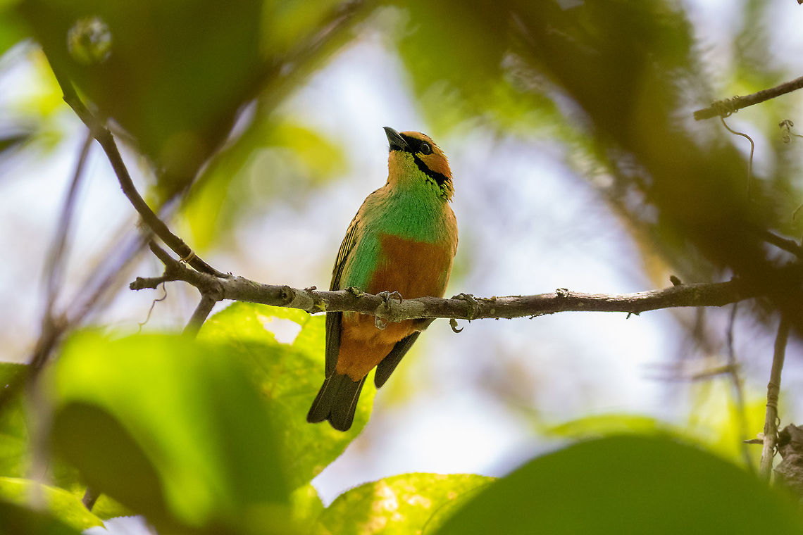 Golden-eared tanager (Tangara chrysotis) PNYC - Huampal, Pasco, Peru. Jul 19, 2020 Geotagged,Golden-eared tanager,Peru,Tangara chrysotis,Winter