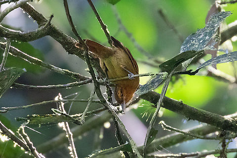 Rufescent antshrike (Thamnistes rufescens) PNYC - Huampal, Pasco, Peru. Jul 21, 2020 Geotagged,Peru,Rufescent antshrike,Thamnistes rufescens,Winter
